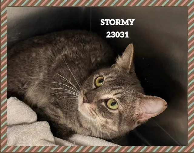 A young small-sized male Domestic Short Hair cat named Stormy for adoption in Marietta, GA