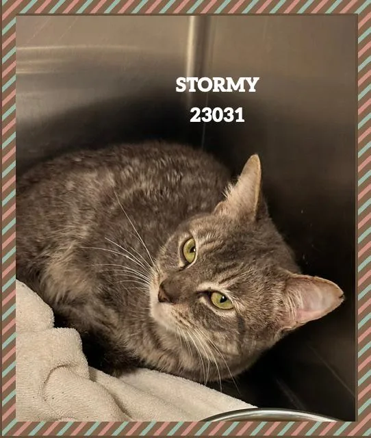 Stormy thumbnail 2