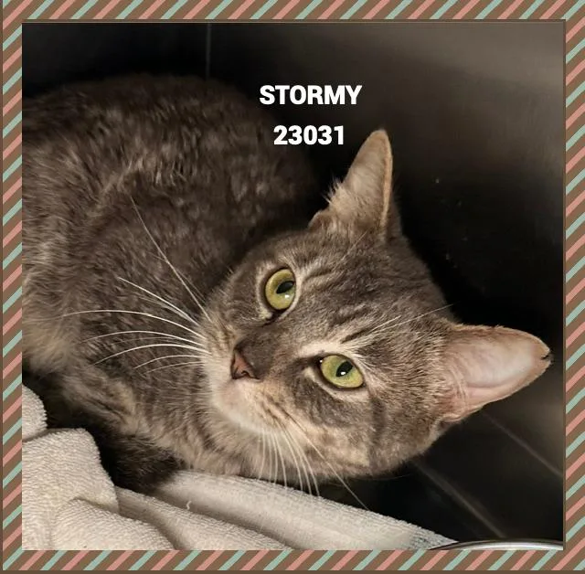 Stormy thumbnail 3