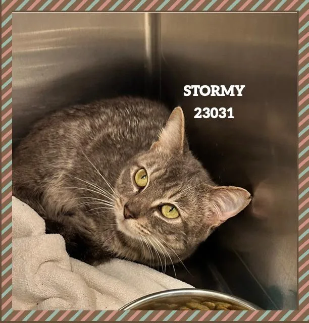 Stormy thumbnail 4