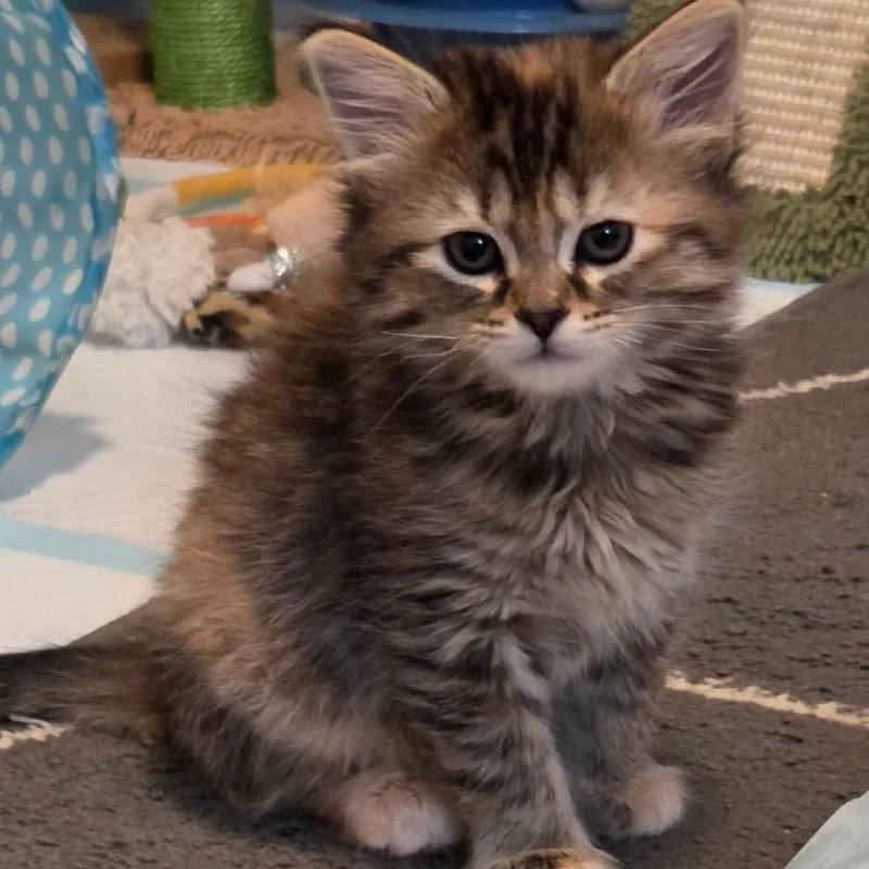 A baby small-sized female Domestic Medium Hair cat named Lumi for adoption in Cumming, GA