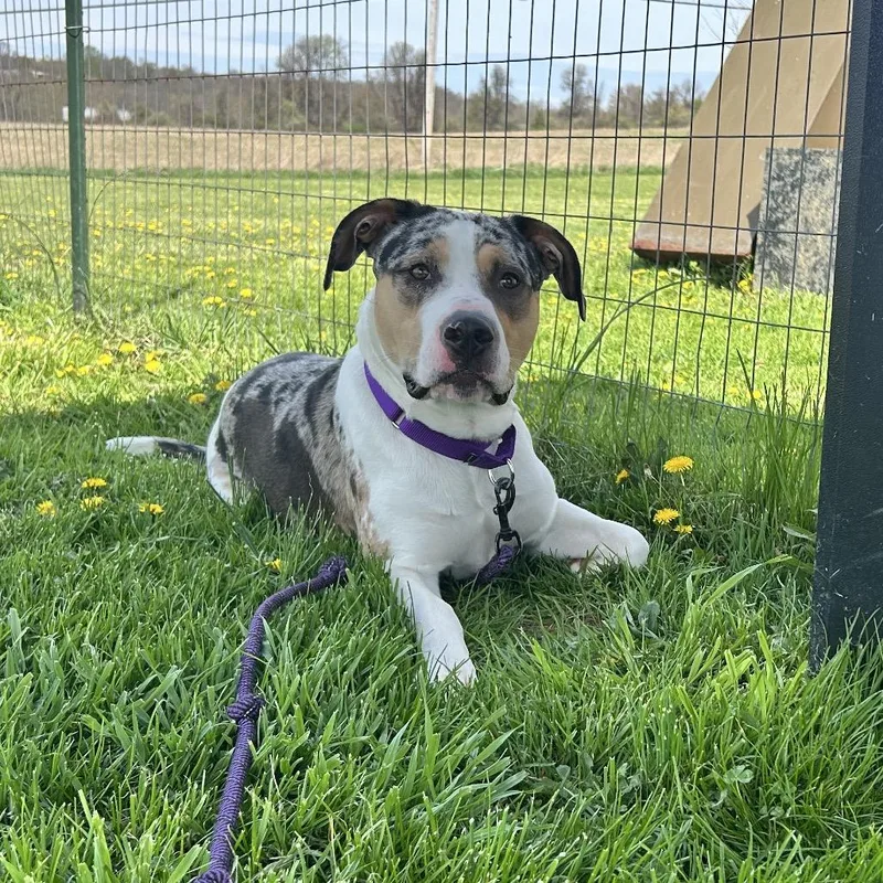 An adult medium-sized male White / Cream Mixed Breed dog named McCoy for adoption in Uniontown, PA