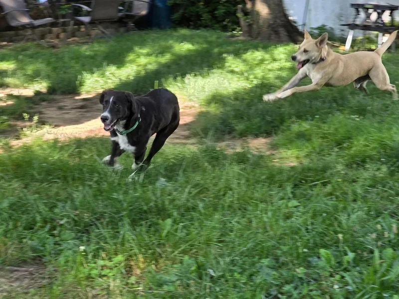 A baby medium-sized male Black Hound dog named Axle for adoption in Chatham, NJ
