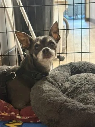 A senior small-sized male Chihuahua dog named Louie for adoption in Palm Coast, FL
