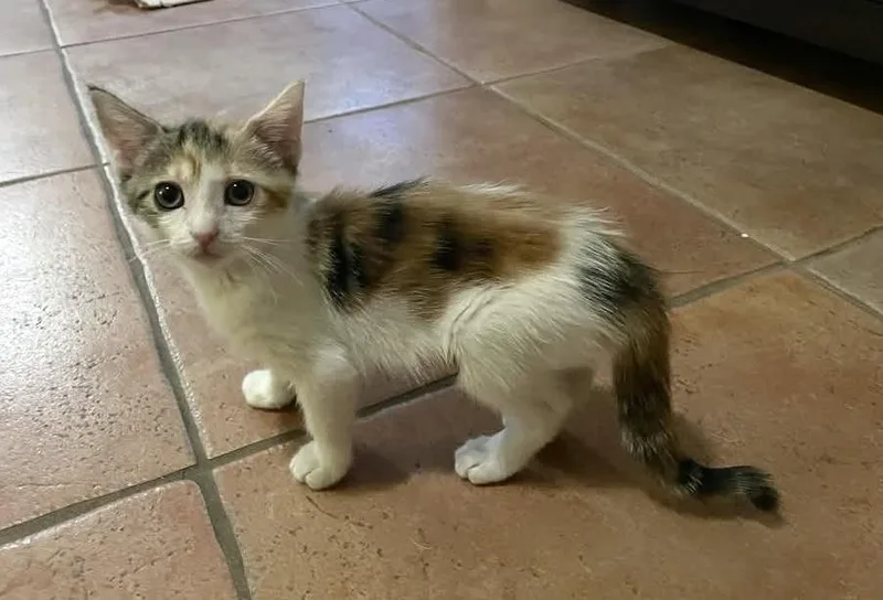 A baby small-sized female Black & White / Tuxedo Domestic Short Hair cat named Summer for adoption in tucson, AZ