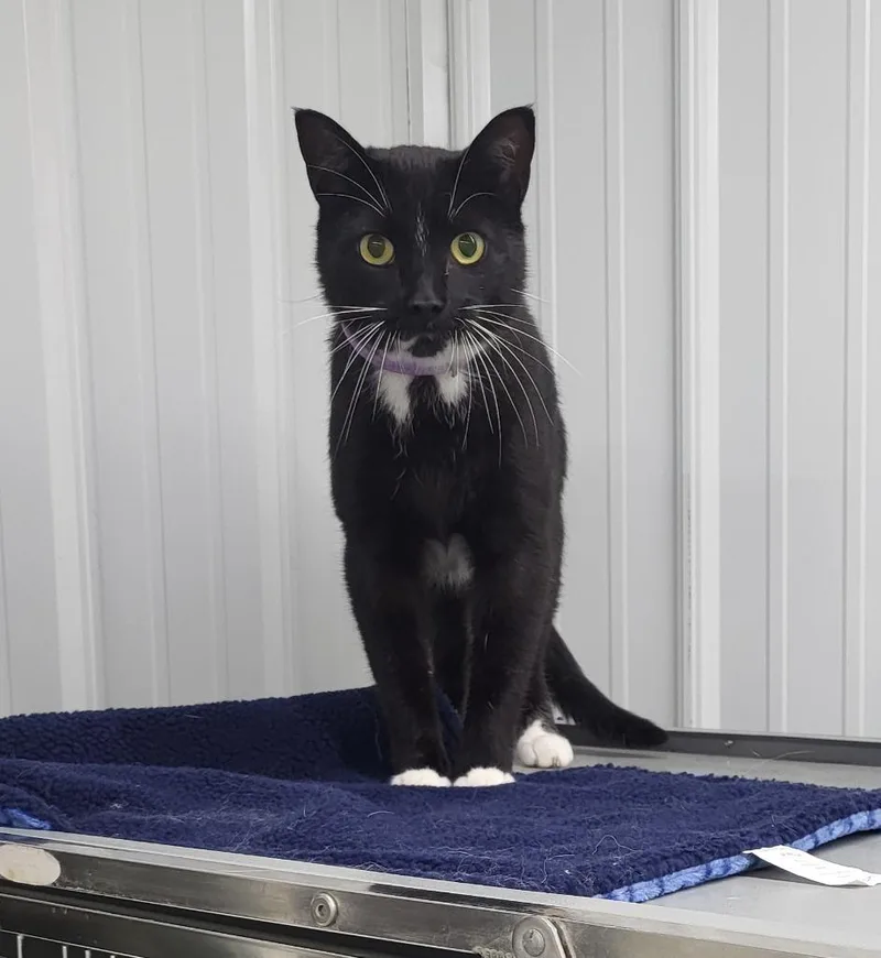 A young medium-sized male Domestic Short Hair cat named Victor for adoption in Medford, WI
