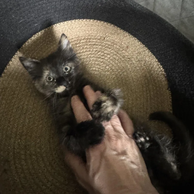 A baby medium-sized female Domestic Medium Hair cat named Chamomile for adoption in San Jose, CA