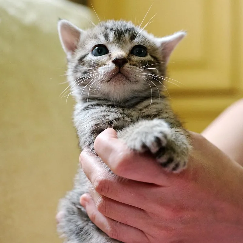 A baby medium-sized male Tabby (Gray / Blue / Silver) Domestic Short Hair cat named Pecan for adoption in Floyd, VA