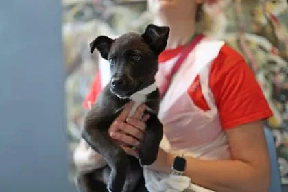 A baby medium-sized male Mixed Breed dog named Wasabi for adoption in West Chester, PA