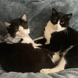 An adult large-sized male Black & White / Tuxedo Domestic Short Hair cat named Miki  Bonded to for adoption in Renton , WA