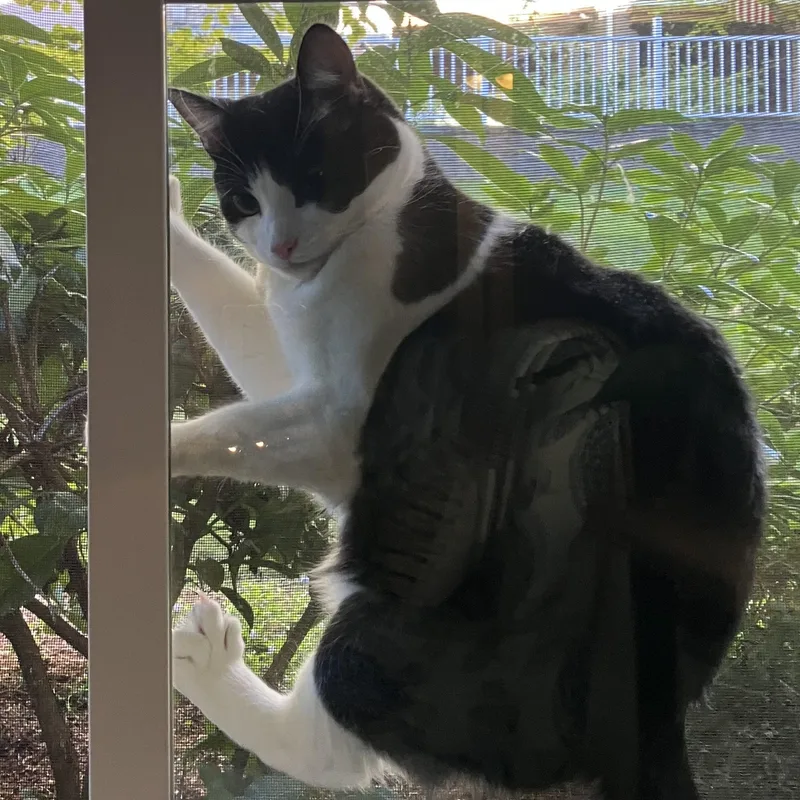 Miki  Bonded to thumbnail 3