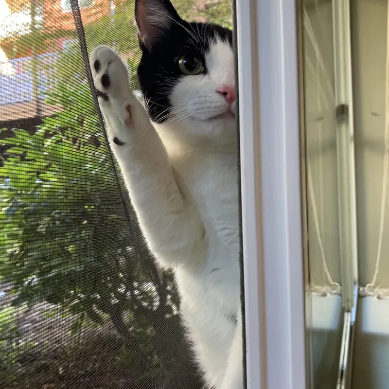 Miki  Bonded to thumbnail 6
