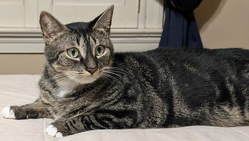 A young large-sized male Tabby (Brown / Chocolate) Tabby cat named Kie for adoption in Jamaica Plain, MA