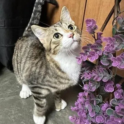 A young large-sized male Brown / Chocolate Domestic Short Hair cat named Lukas for adoption in DeKalb, IL