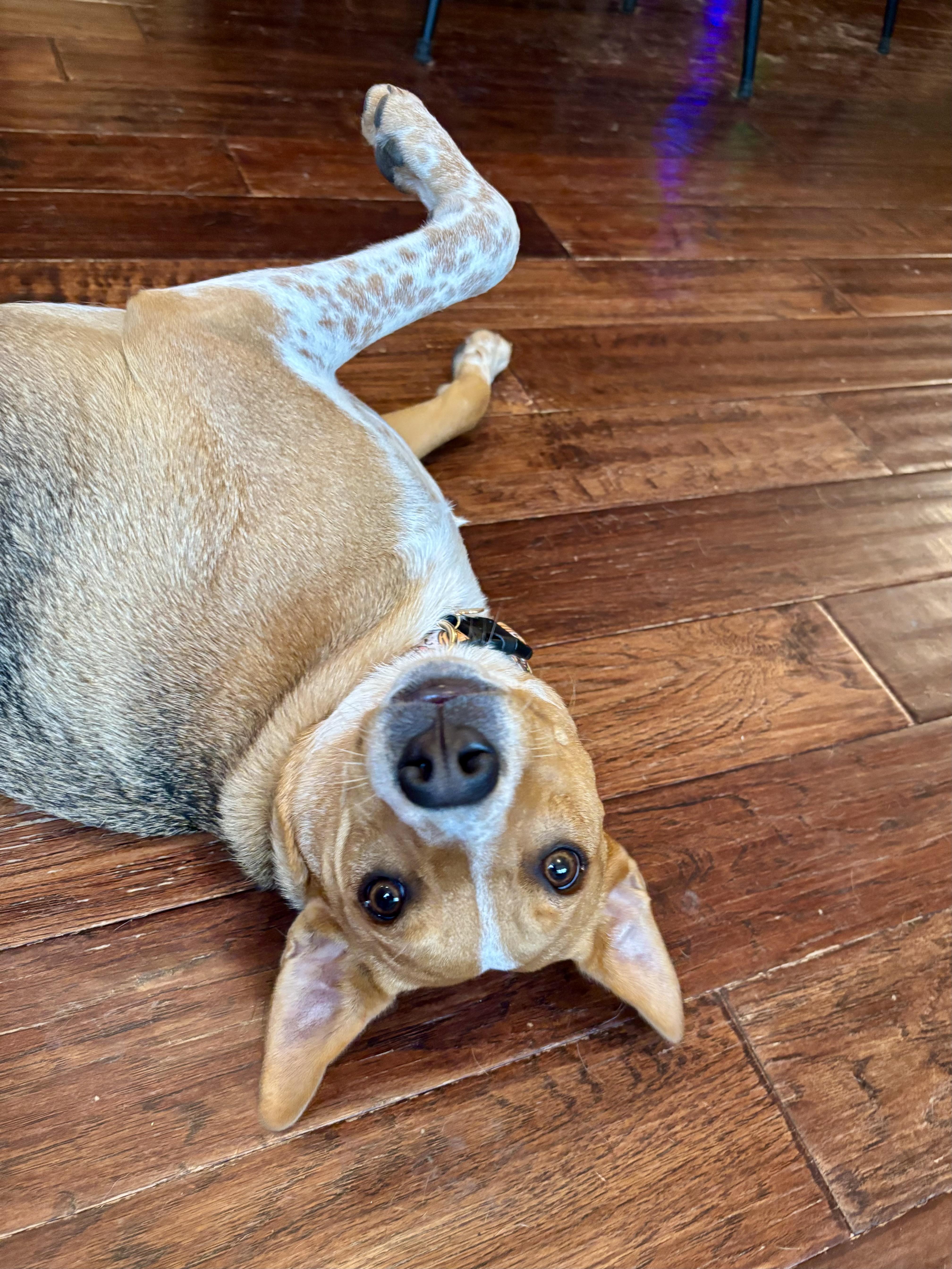 A baby medium-sized female Australian Cattle Dog / Blue Heeler dog named Simone for adoption in Oswego, IL