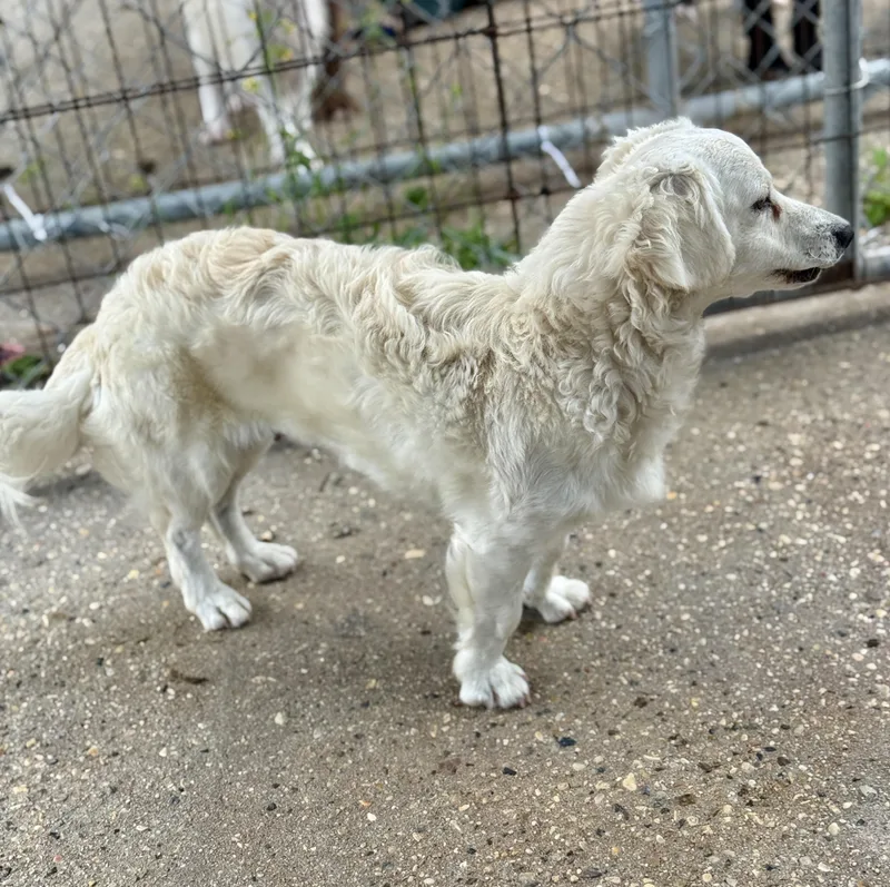 Princess thumbnail 3