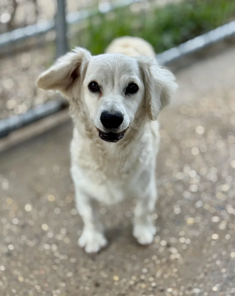 Princess thumbnail 4