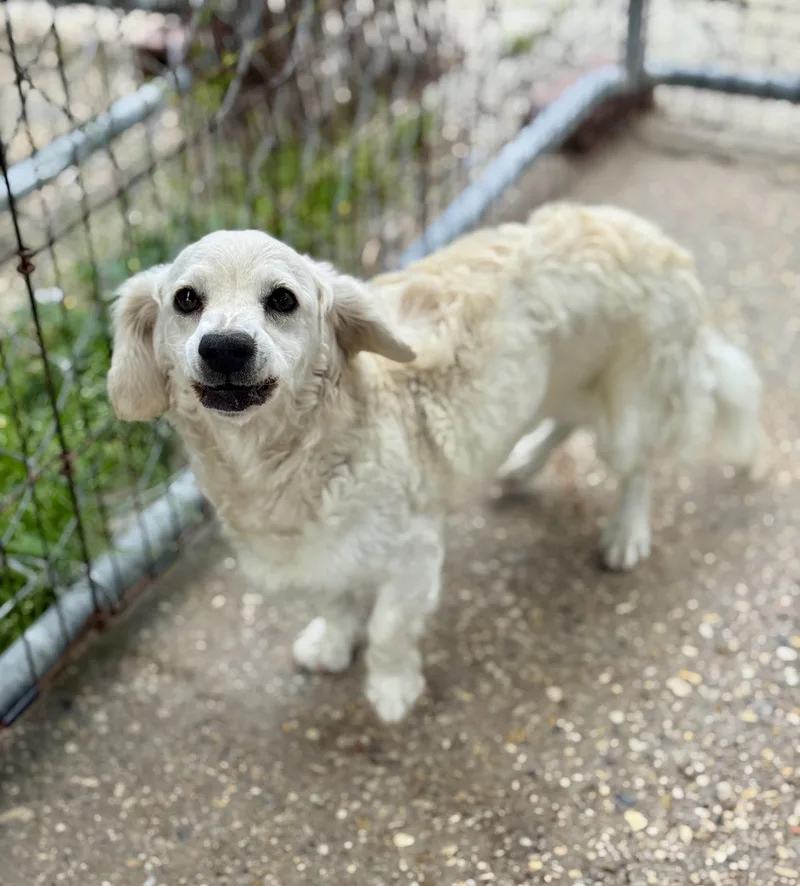 An adult small-sized female White / Cream Miniature Dachshund dog named Princess for adoption in Lucedale, MS