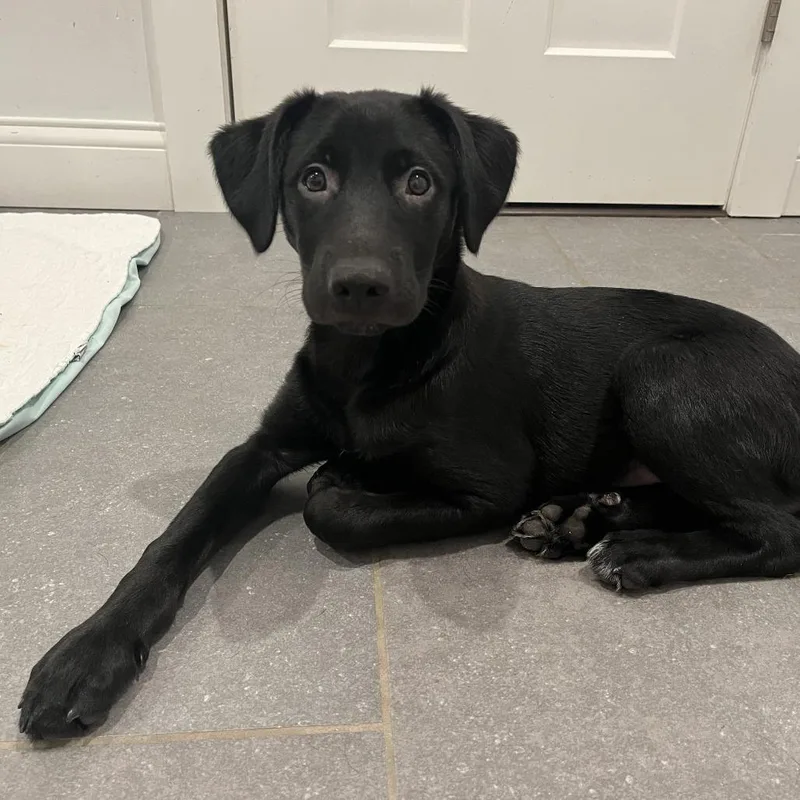 A baby medium-sized female Black Labrador Retriever dog named Brandy  Cheers Litter for adoption in Festus, MO