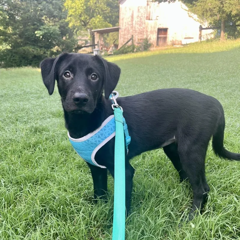 Brandy  Cheers Litter thumbnail 4