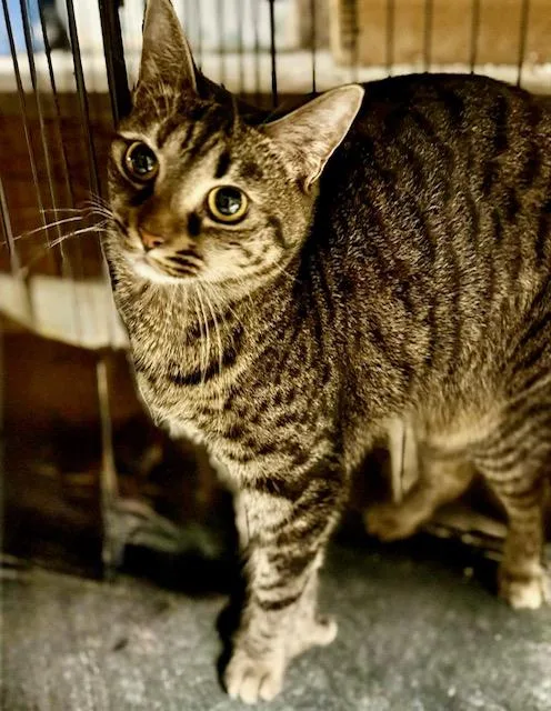 Carrington Polytoes thumbnail 2