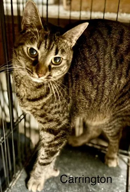 Carrington Polytoes thumbnail 3