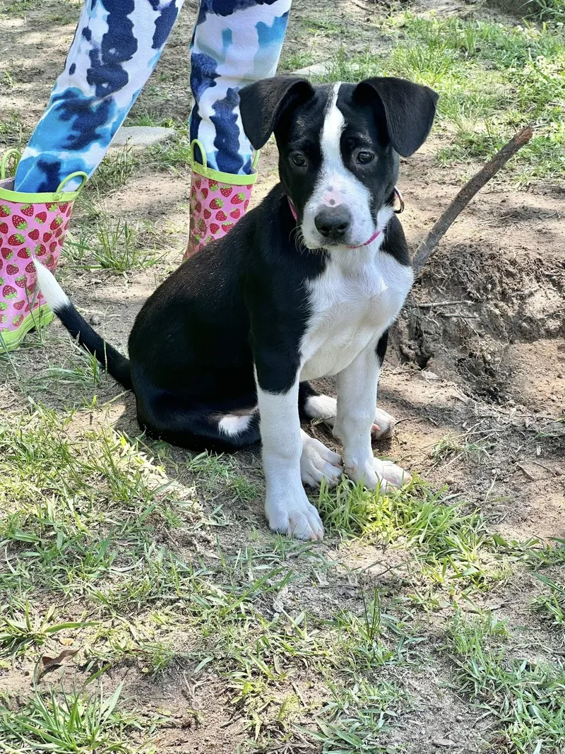 A baby large-sized female Border Collie dog named Lily Pad for adoption in Groton, CT