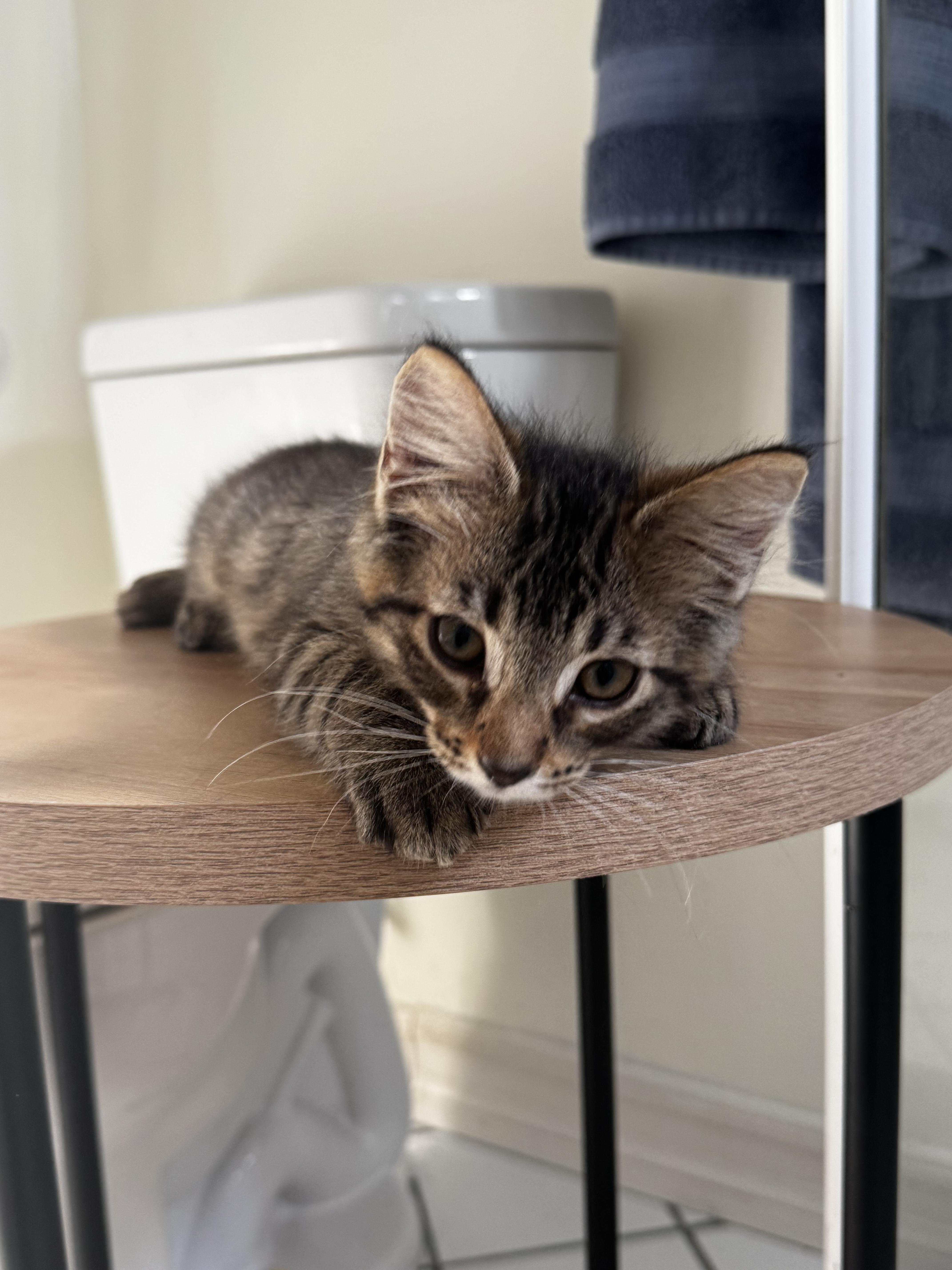 A young medium-sized female Domestic Medium Hair cat named Bobbi for adoption in Santa Monica, CA