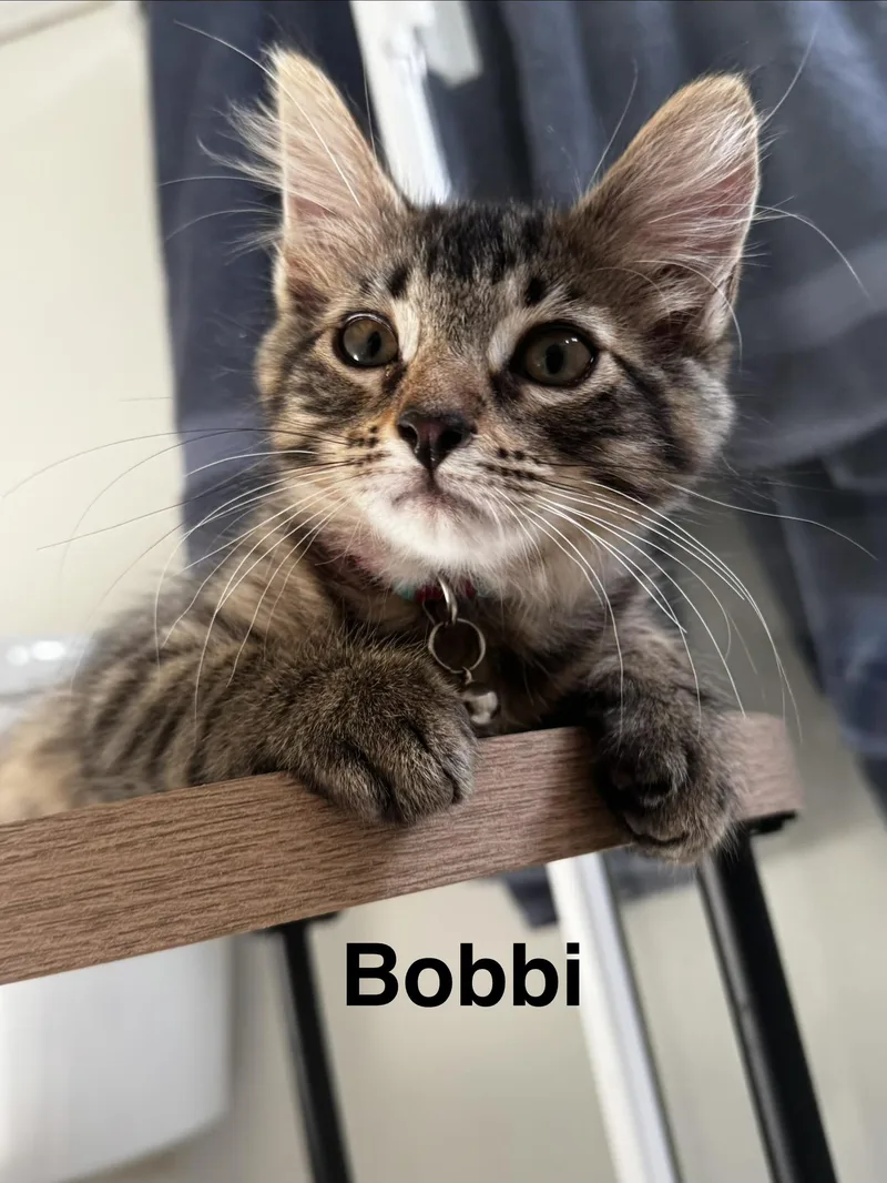 Bobbi thumbnail 2