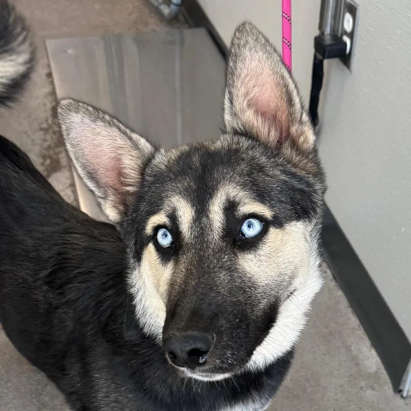 A young medium-sized female Black Mixed Breed dog named Kerra for adoption in Las Cruces, NM