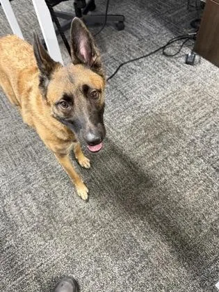 An adult large-sized female Belgian Shepherd / Malinois dog named Twelve for adoption in West Chester, PA