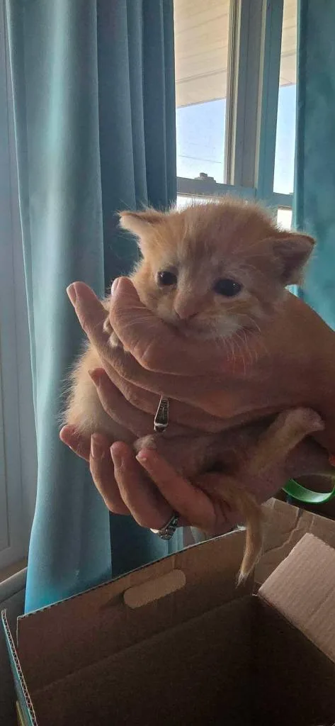 A baby small-sized male Domestic Short Hair cat named Funyun for adoption in Hillsboro, OH