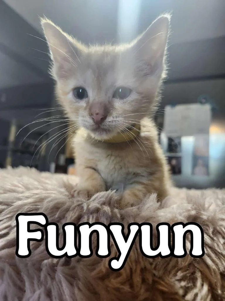 Funyun thumbnail 2