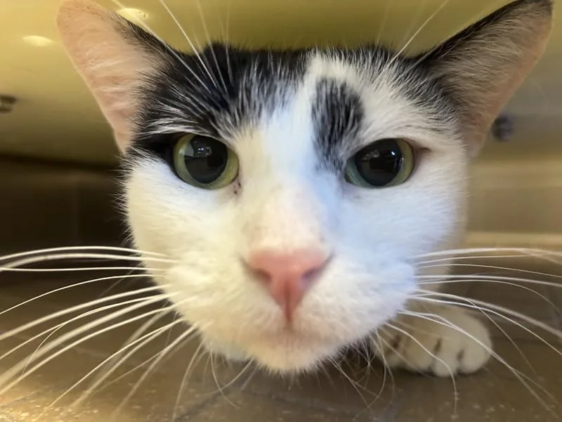 Moosie thumbnail 2