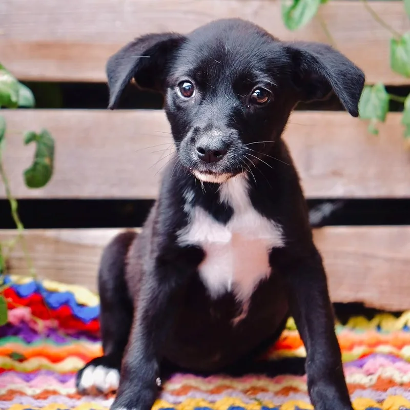 A baby medium-sized female Black Labrador Retriever dog named Koah for adoption in San Diego, CA