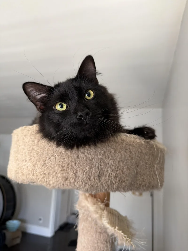 An adult medium-sized female Domestic Long Hair cat named Mama Cat for adoption in Long Beach, CA