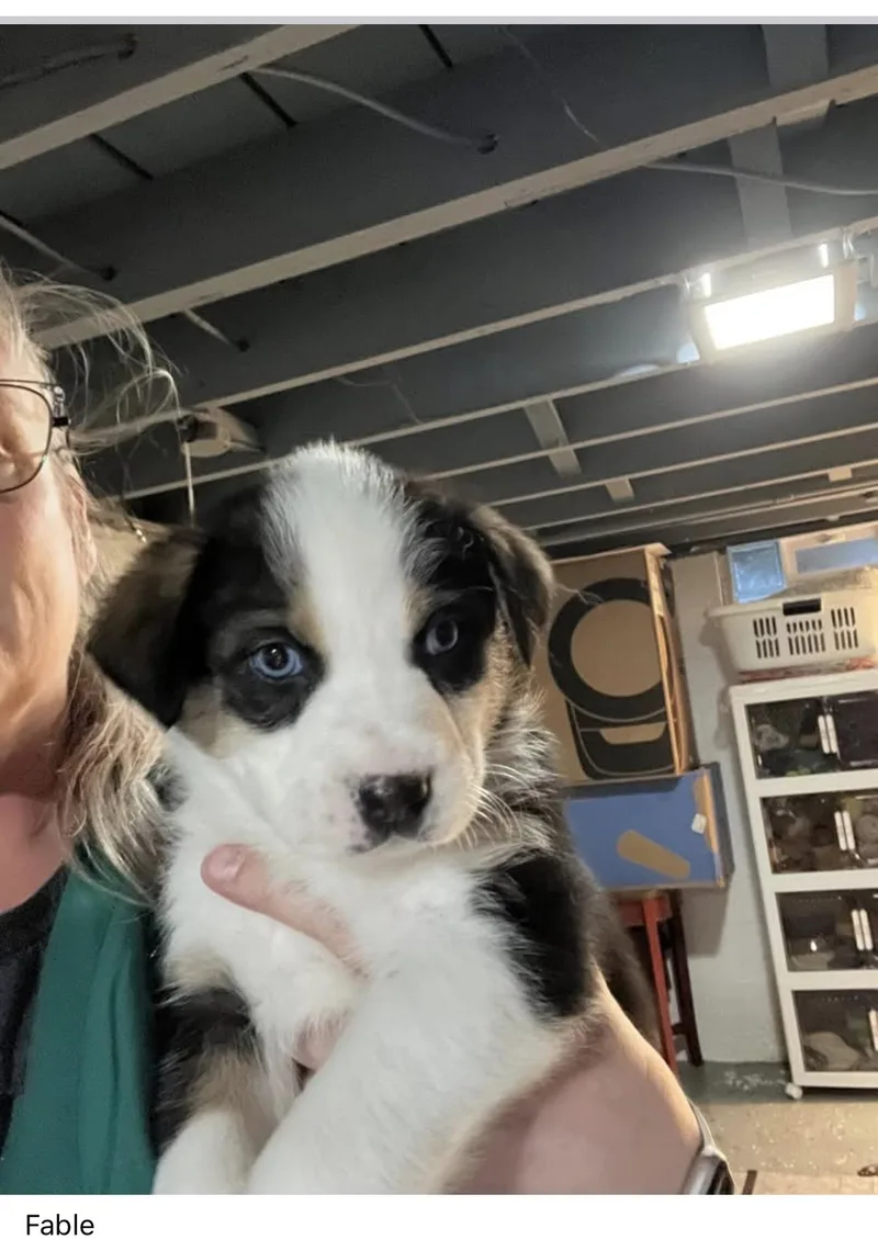 A baby medium-sized female White / Cream Australian Shepherd dog named Fable for adoption in Plain City, OH