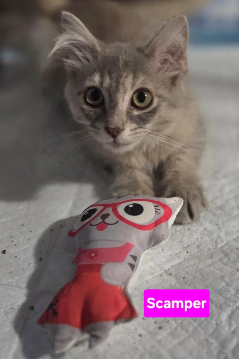 A baby small-sized female Dilute Tortoiseshell Domestic Medium Hair cat named Scamper for adoption in Brighton, MI