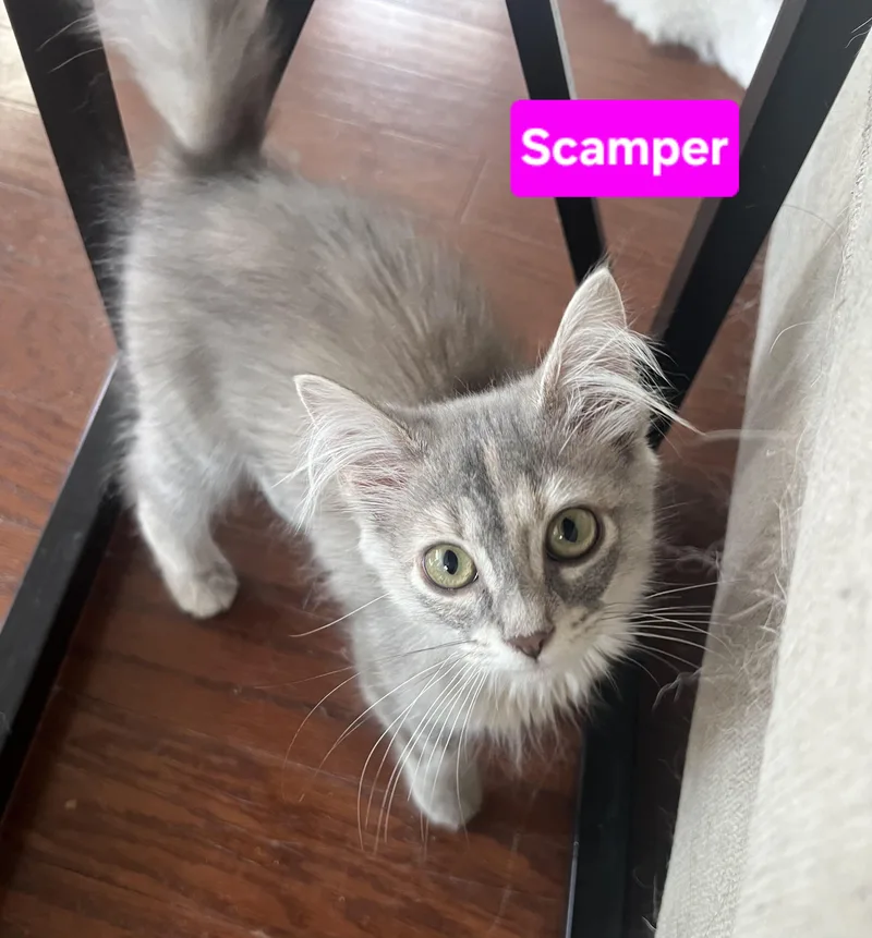 Scamper thumbnail 2