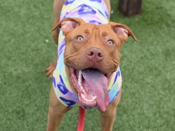 A young large-sized female Mixed Breed dog named Fabulosa for adoption in Ridgewood, NY