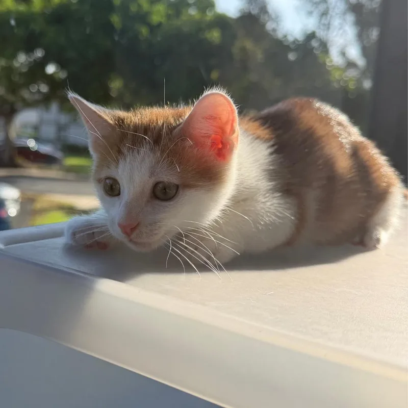 A baby small-sized male Orange / Red Domestic Short Hair cat named Caboose for adoption in Lauderhill, FL