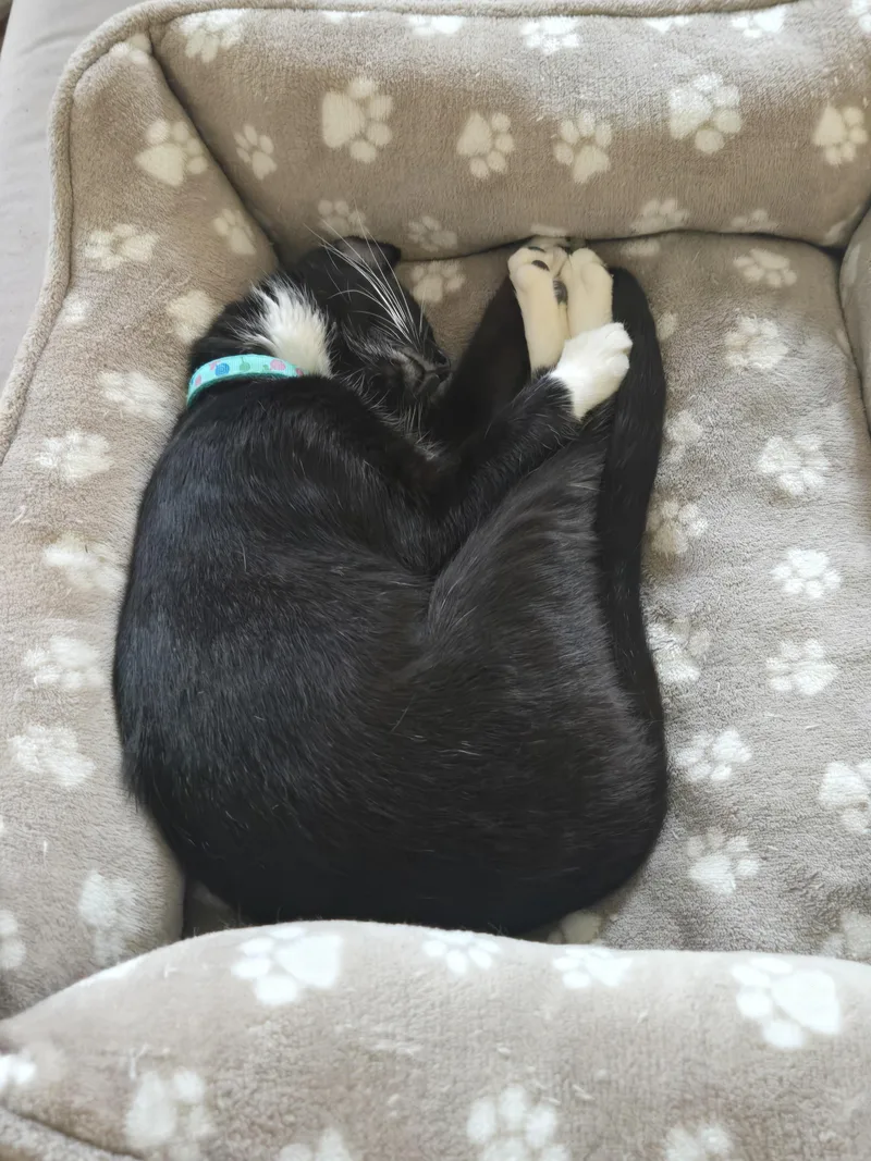 A young small-sized female Black & White / Tuxedo Tuxedo cat named Aisha for adoption in Redondo Beach, CA