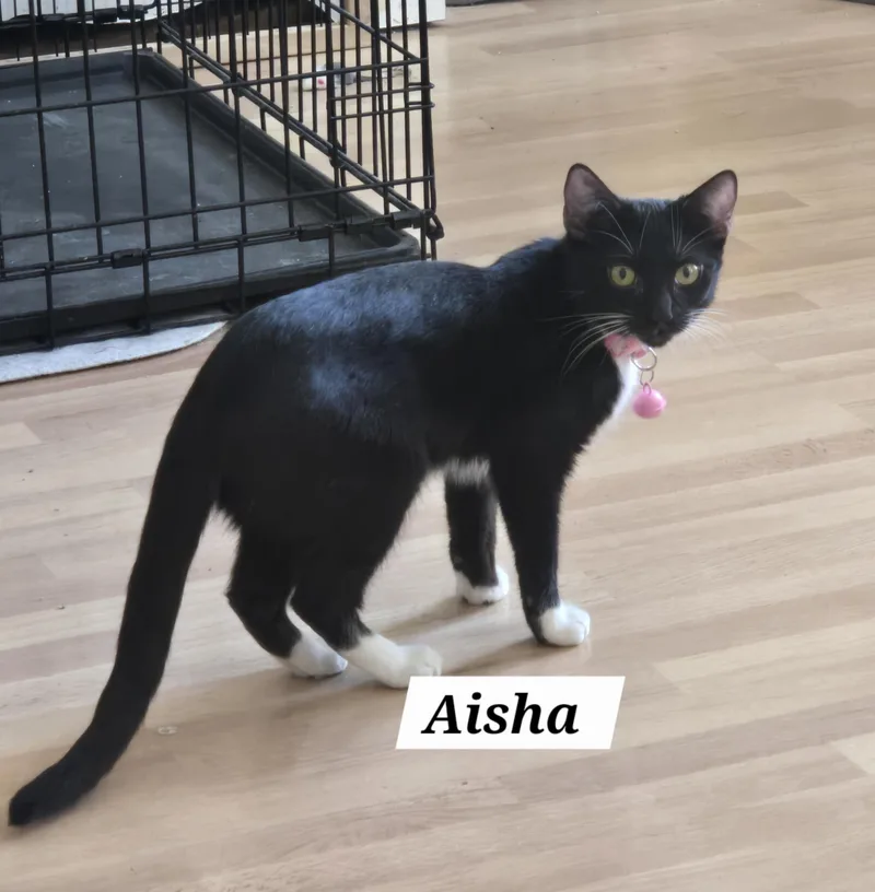 Aisha thumbnail 4