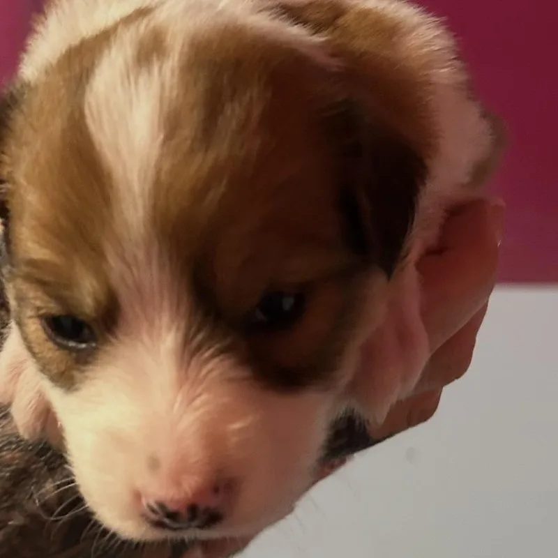A baby medium-sized female Border Collie dog named Nutmeg for adoption in Point Richmond, CA