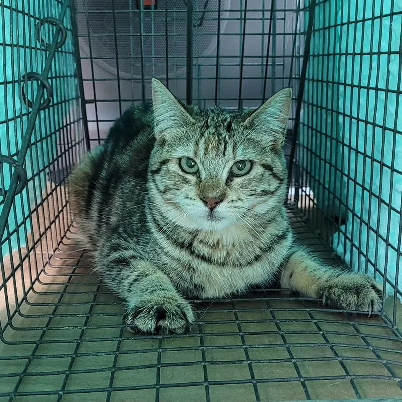 A young small-sized female Brown / Chocolate Domestic Short Hair cat named Lil Bit for adoption in Coos Bay, OR