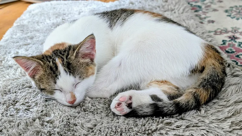 Cora and Caramel