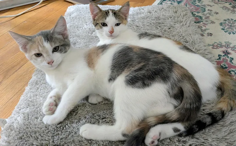 Cora and Caramel thumbnail 2