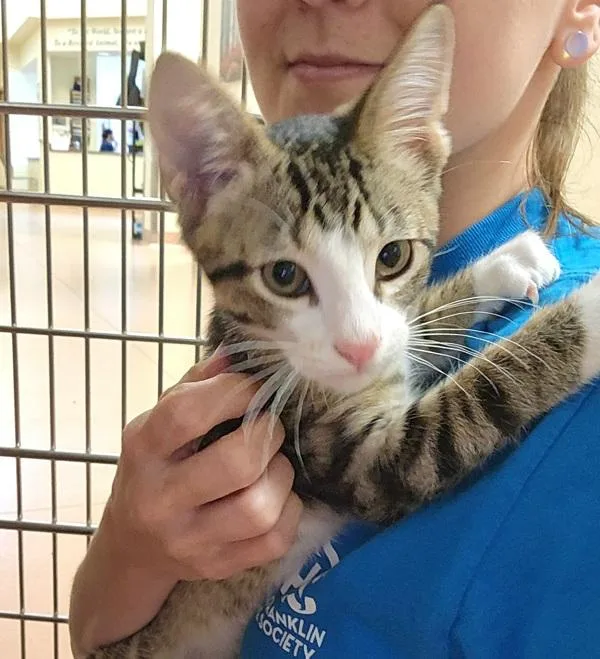 A baby small-sized male Domestic Short Hair cat named Bip for adoption in Kennewick, WA