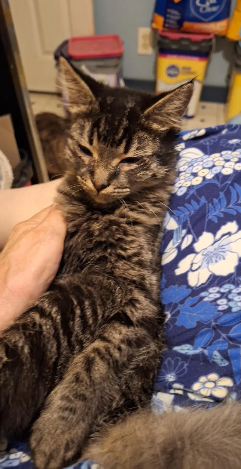 A young small-sized female Domestic Medium Hair cat named Abby for adoption in Randolph, AL