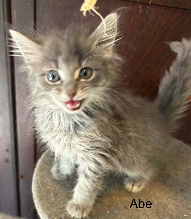 Abby thumbnail 3